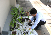 Participation in the 'Donguri (Acorn) Project'