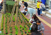 Flower Planting at 'Obiyamachi Symbol Road Flowerbeds'