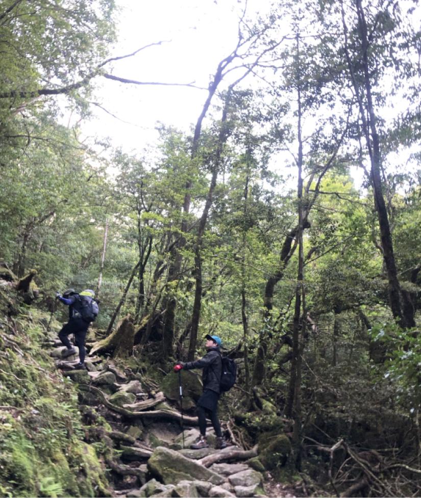 皆で屋久杉を見に行った際