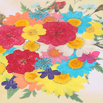おし花「七彩」（しちさい）＜プリザーブドフラワー付き＞