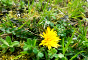 Participation by 1,040 Employees in Preliminary Research for the 2015 Field Research of Dandelions in West Japan