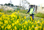 Weeding of Non-native Plants, etc.