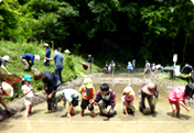 Protection of Endangered Species "Japanese Rosy Bitterling" and Restoration of Satoyama (Village Forests)