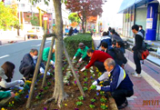 Flower Planting at "Obiyamachi Symbol Road Flowerbeds"